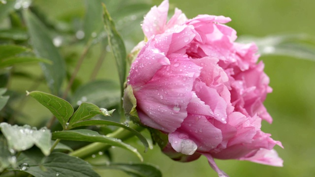 雨后粉红牡丹花视频素材