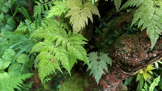 丛林中的蕨类植物视频素材