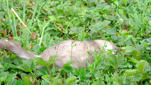 猫在绿色的草莓树丛中抓住了老鼠视频素材