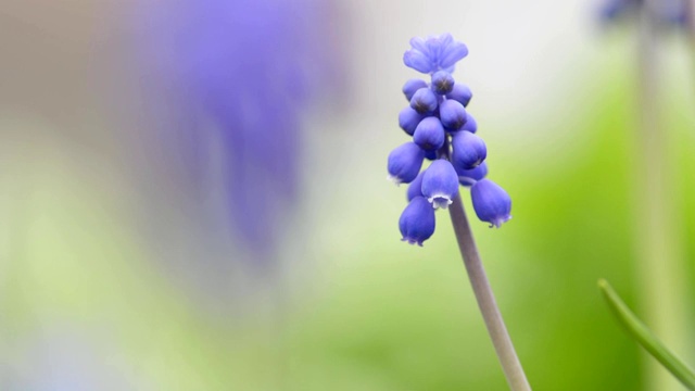 紫色的麝香花靠近视频素材