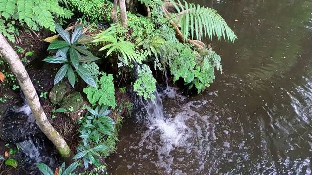 溪流中的植物和蕨类植物视频素材