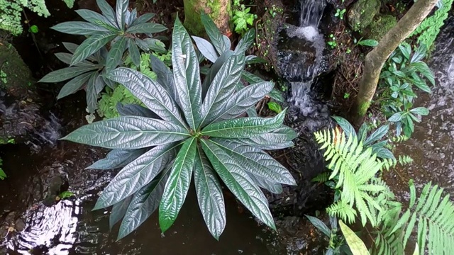 溪流中的植物和蕨类植物视频素材