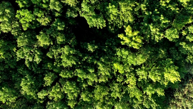 雨林生态系统与健康环境的概念与背景。视频素材