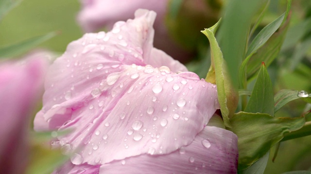 雨后粉红牡丹花视频素材