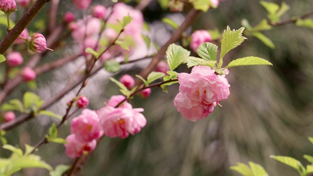 三叶李“多丛”开花视频素材