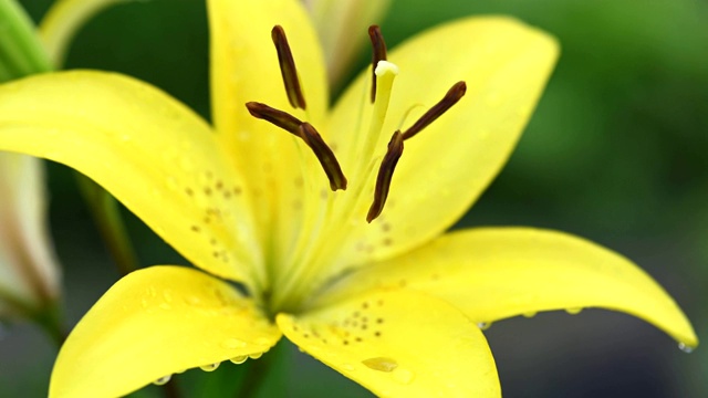 黄色的百合花在花园里视频素材