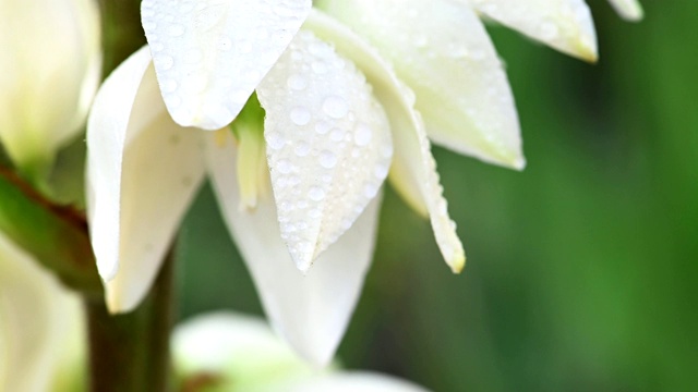 丝兰花与水滴视频素材