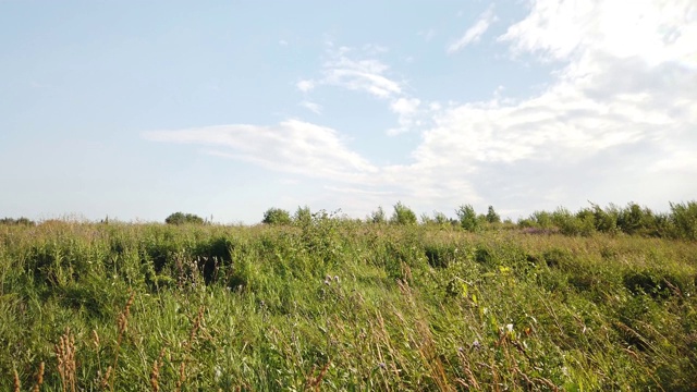 绿油油的草随风在田野里摇曳视频素材