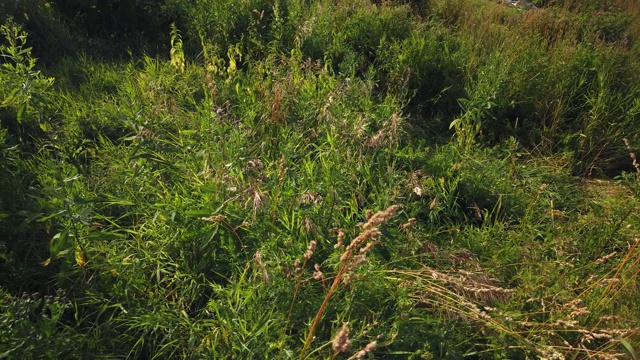 绿油油的草随风在田野里摇曳视频素材