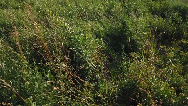 绿油油的草随风在田野里摇曳视频素材