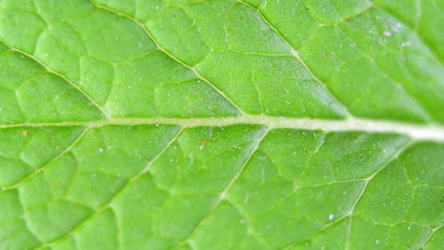 这是一片薄荷叶的特写视频素材