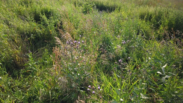 绿油油的草随风在田野里摇曳视频素材