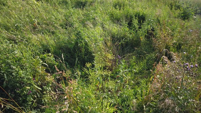 绿油油的草随风在田野里摇曳视频素材