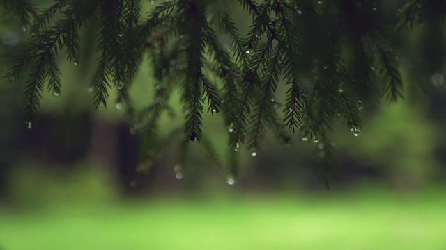 雨滴落在松树树枝上。视频素材