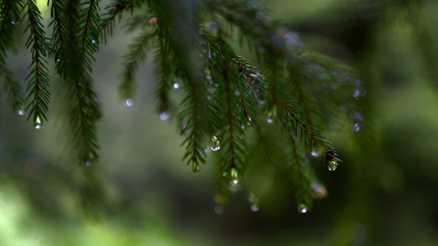 雨滴落在松树树枝上。视频素材