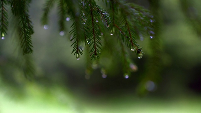 雨滴落在松树树枝上。视频素材