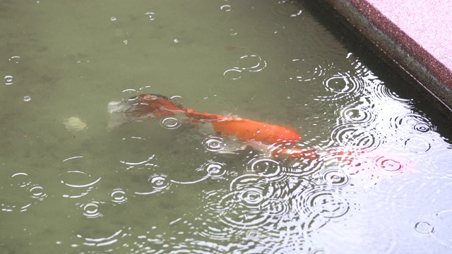 锦鲤在雨中畅游。视频素材