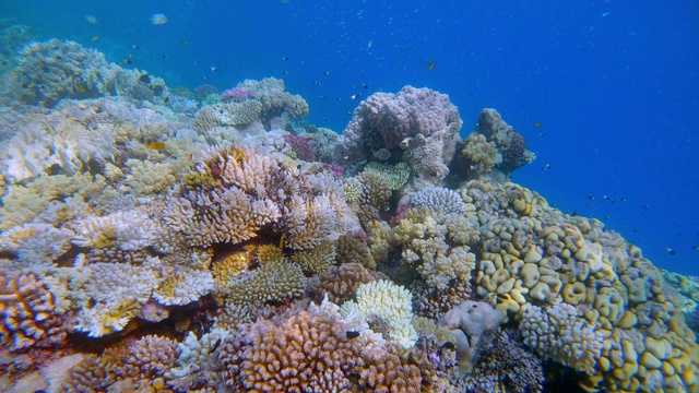 埃及的拉哈米湾，美丽的珊瑚礁上有海洋生物和许多热带鱼视频素材