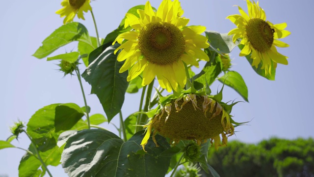 夏日阳光下的绿色向日葵视频素材