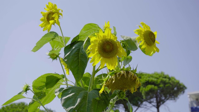 夏日阳光下的绿色向日葵视频素材