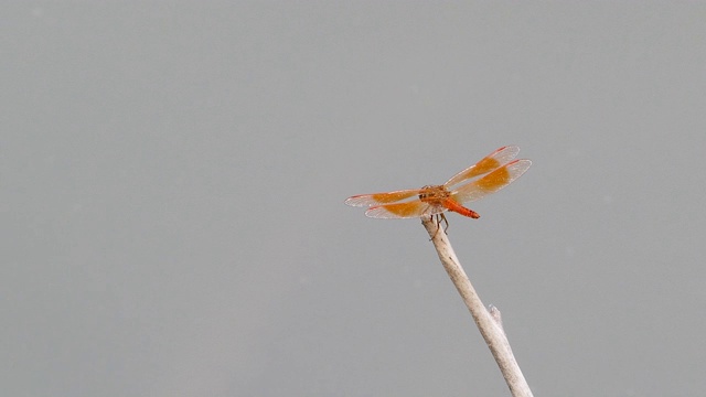 大自然中的橙色蜻蜓视频素材