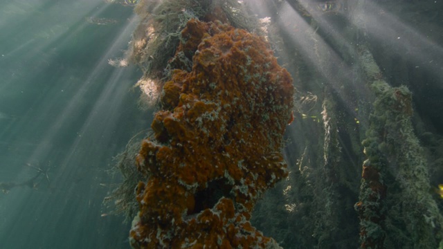 伯利兹，海绵生长在红树林树根上视频素材