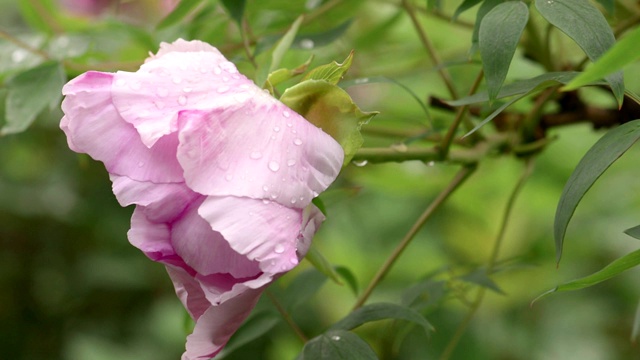 雨后粉红牡丹花视频素材