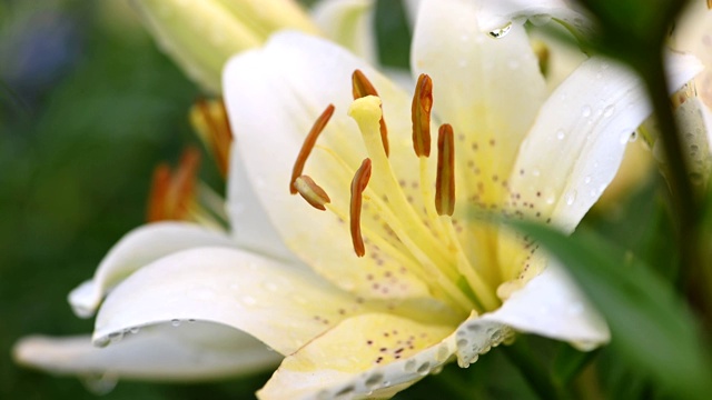 白色的百合在花园里开花视频素材