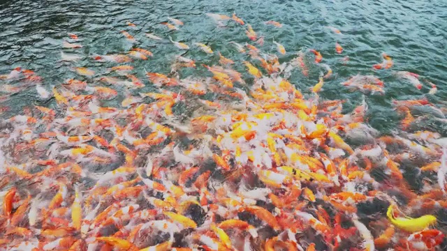 池塘里游泳的鲤鱼或锦鲤视频素材