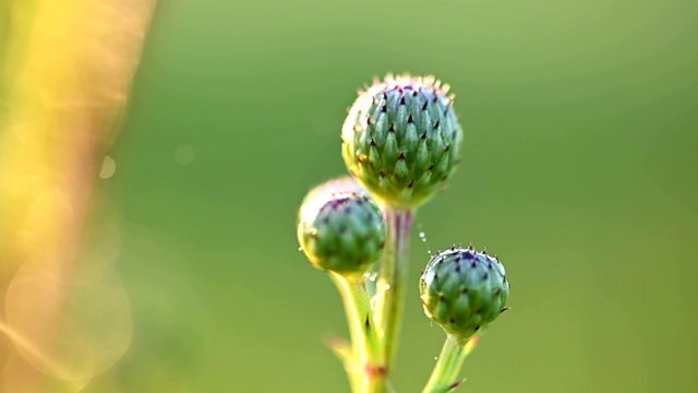 淡红色的松露的花视频素材