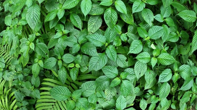 热带雨林中的绿叶植物和蕨类植物视频素材