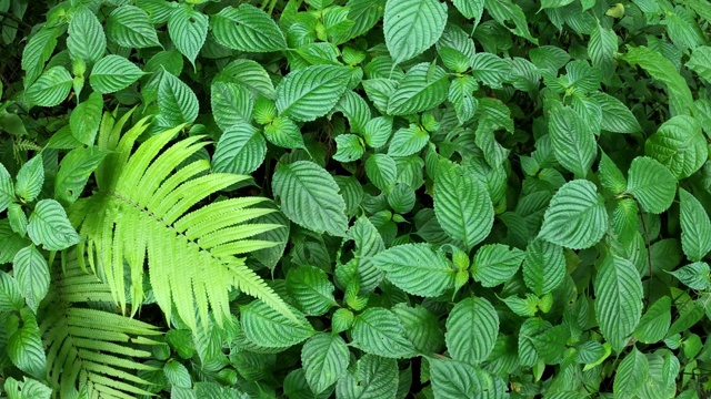 热带雨林中的绿叶植物和蕨类植物视频素材