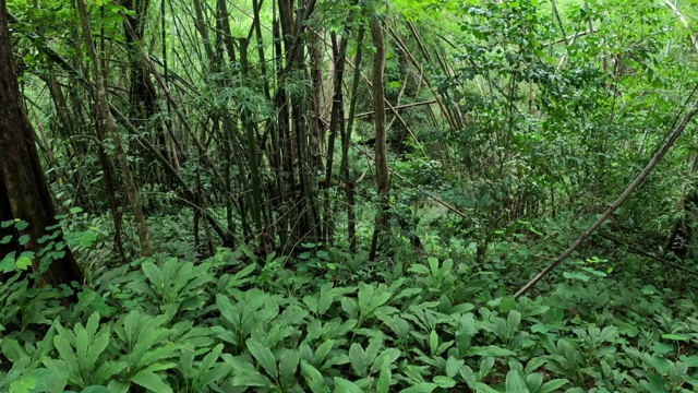 热带雨林中的绿叶植物和蕨类植物视频素材