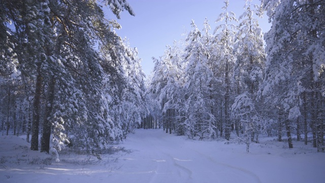 第一场雪从松林的树上落下视频素材