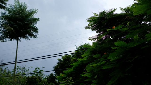 阴天有雨有树视频素材