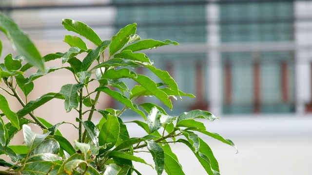 雨落在绿叶和树木上，树叶在风雨中慢慢移动视频素材