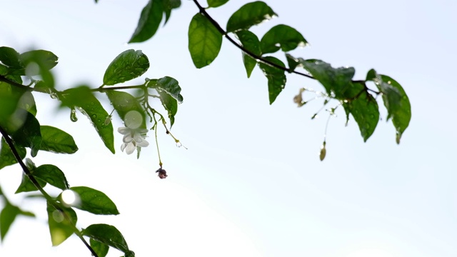 雨落在绿叶和树木上，树叶在风雨中慢慢移动视频素材