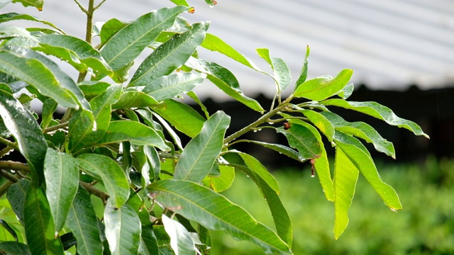 雨落在绿叶和树木上，树叶在风雨中慢慢移动视频素材