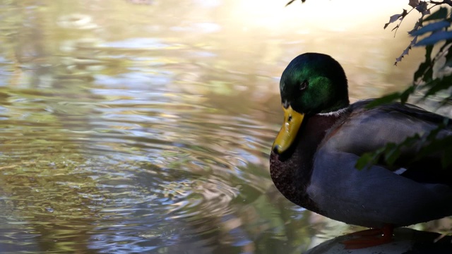 色彩斑斓的野鸭在自然栖息地嬉戏。水流多色鸟在野外的自然。Waterbird在荒野。绿色的叶子靠近池塘或湖。彩虹色的羽毛，翡翠色的头部视频素材