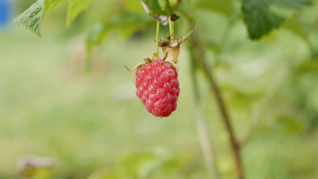 红熟多汁的覆盆子在花园里，在阳光明媚的夏日里，一个又大又甜的覆盆子。树莓收获。在风中摇曳的树枝上的美味浆果。特写镜头视频素材