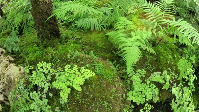 花园中的蕨类和热带植物视频素材