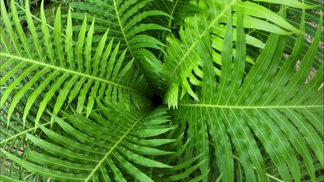 热带雨林中的蕨类植物视频素材