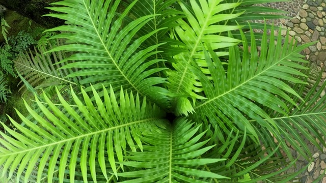 热带雨林中的蕨类植物视频素材