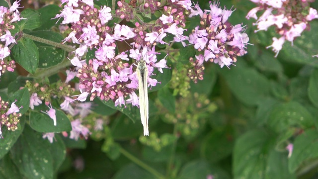 美丽的白蝴蝶(Pieris brassicae)在紫色的花朵上寻找花蜜视频素材