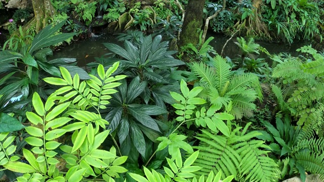 热带雨林中的绿叶蕨类植物视频素材