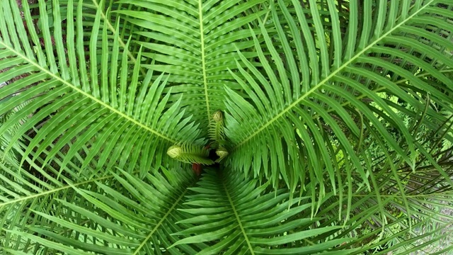 花园里的绿蕨视频素材