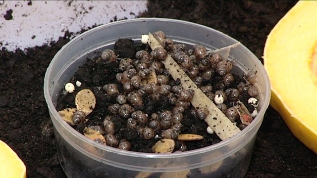 食用蜗牛养殖视频素材