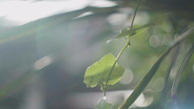 特写的树叶与早晨的太阳从日出的树叶。视频素材