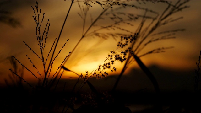 草叶在风中摇曳，夕阳背景视频素材