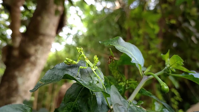 花螳螂是一种模仿花朵的螳螂。它们的颜色是侵略性拟态的一个例子，大多数种类的花螳螂都属于膜足蝽科。视频素材